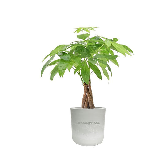 Money Tree in Large Mason Line Pot