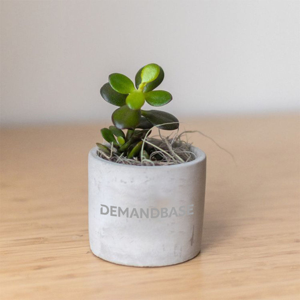 jade plant shopping Jade Plant in Customizable Mini Parker Grey Pot – Demandbase Shop